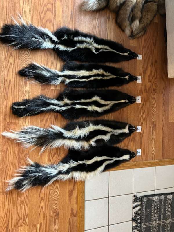 Attached picture Tanned Skunks - Back.jpg
